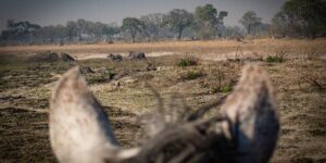 Dovolená na koni: Okavango Delta