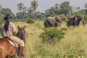 Dovolená na koni: Okavango Delta