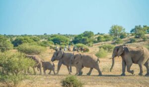 Dovolená na koni: African Explorer