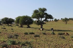 Dovolená na koni: Agadir Sable d´Or