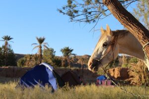 Dovolená na koni: Agadir Sable d´Or